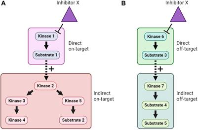 Pharmacological approaches to understanding protein kinase signaling networks